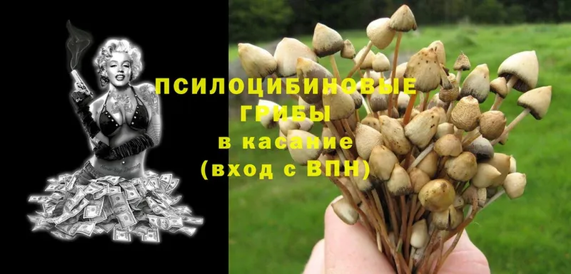 закладки  Мураши  Псилоцибиновые грибы Cubensis 